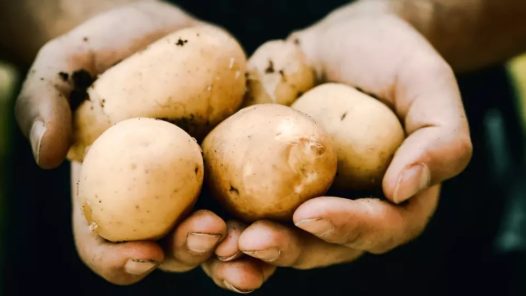 l-histoire-de-la-patate-irlandaise